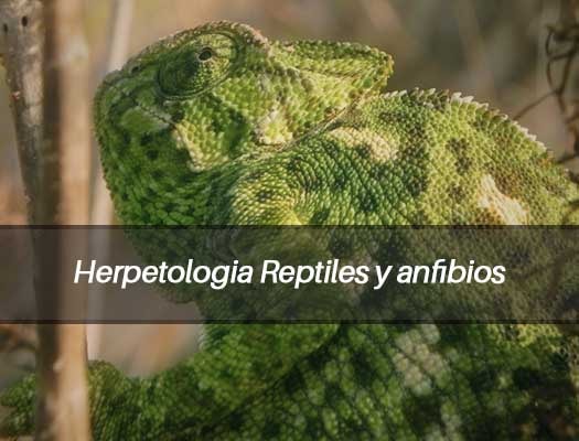 Curso de Herpetologia Reptiles y Anfibios